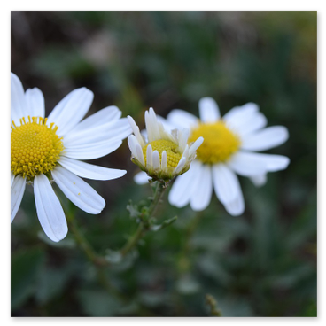 Hotte de cuisine: avant grasse, après dégraissée